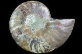 Agatized Ammonite Fossil (Half) - Madagascar #83836-1